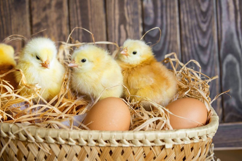 Процесс инкубации куриных яиц